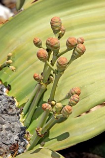 Welwitschia Plant Welwitschia mirabellis female Namib Desert Namibia