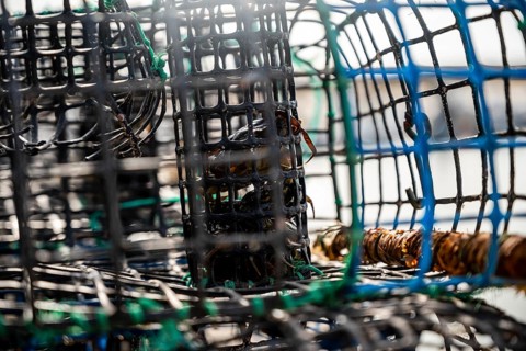 Small crabs used as bait in octopus traps in Alvor
