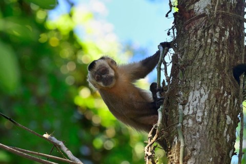 Tufted Capuchin
