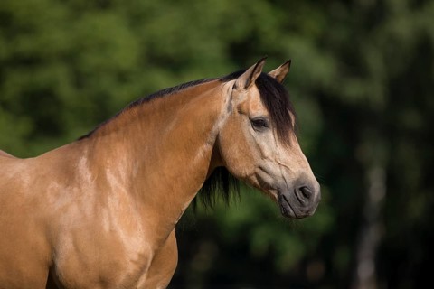 Pura Raza Espanola stallion dun in natural portrait