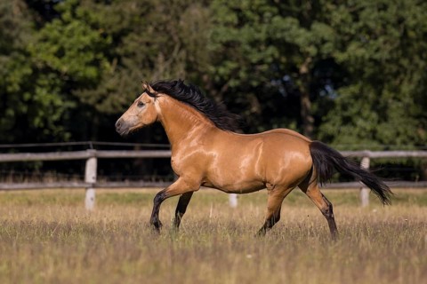 Pura Raza Espanola stallion dun galloping in the summer pasture