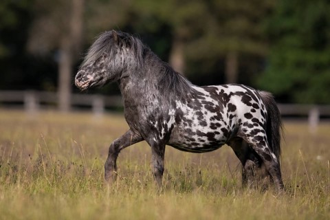 Mini Shetty Pony breeding stallion from the side on the pasture