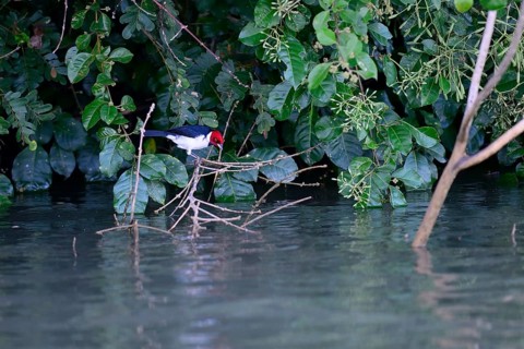 The red-capped cardinal