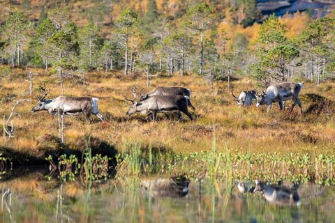 Reindeer