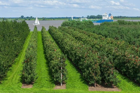 Apple orchard with Elbe