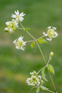 Silene baccifera