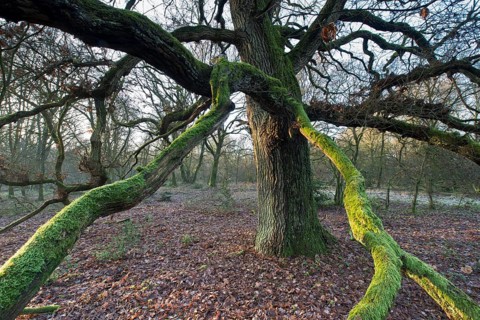Wood pasture oak
