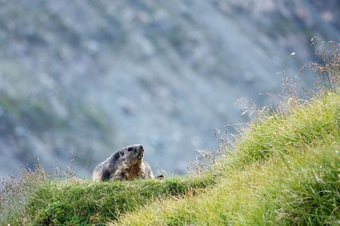 Alpine marmot
