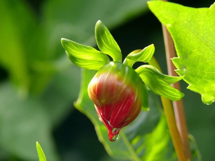 Water drop on dahlia bud
