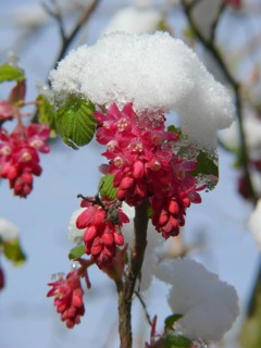 Flowering currant
