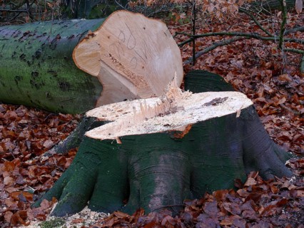 Freshly felled beech tree