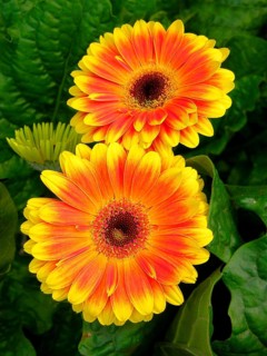 Gerbera