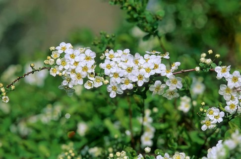 Garland spirea