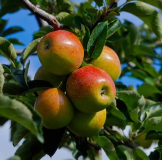Apple branch Cox Orange