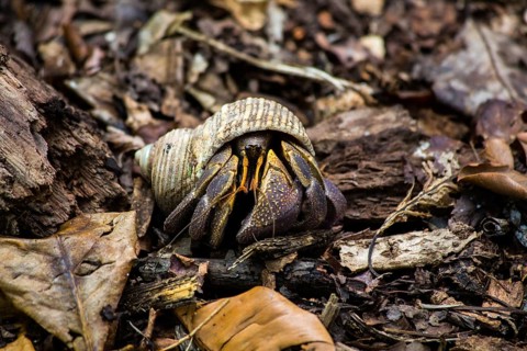 Land hermit crab