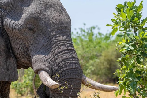 African elephant