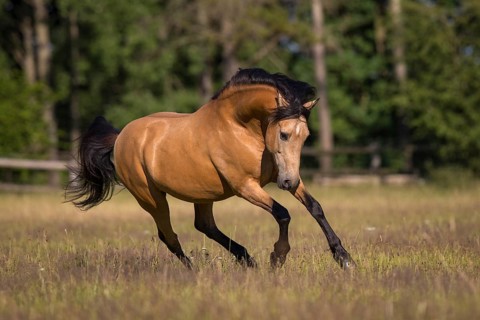Pura Raza Espanola stallion dun at an exuberant gallop in the summer pasture