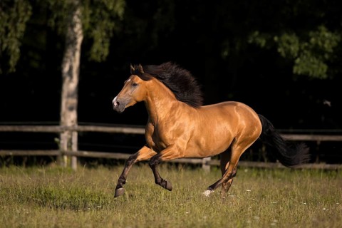 Pura Raza Espanola stallion dun with blowing mane in exuberant gallop on pasture