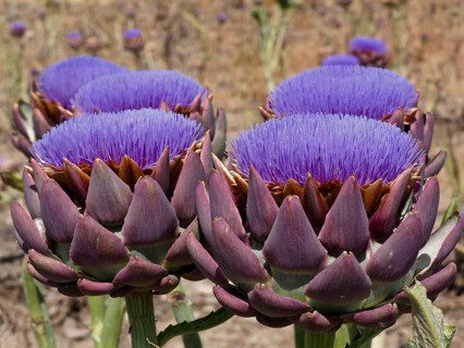 Flowering artichoke