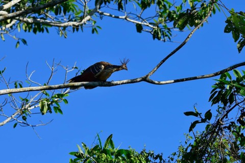 Hoatzin