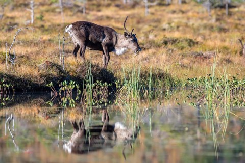 Reindeer