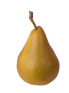 Pear variety Calebasse de Tirlemout