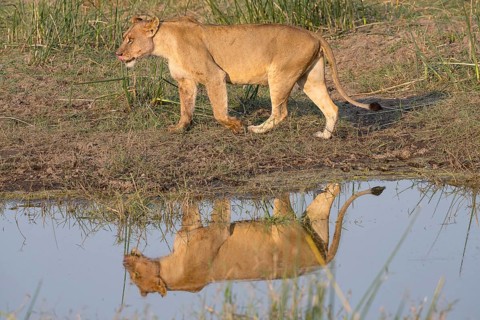 Lion