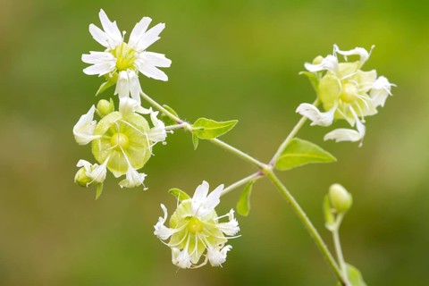 Silene baccifera