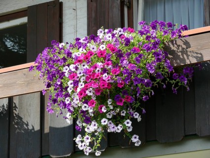 Summer flowers