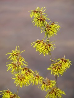 Witch Hazel flowering