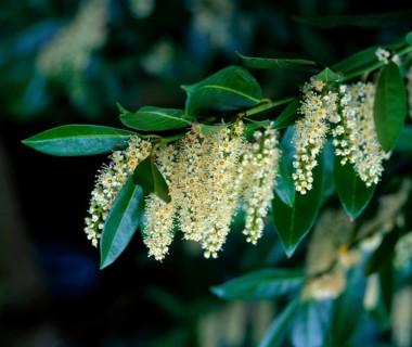Cherry laurel