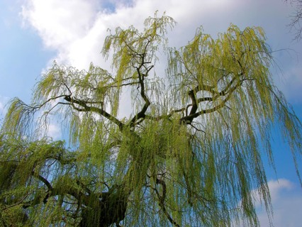 Weeping willow