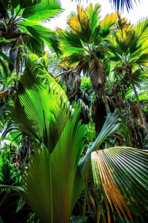 Palm groves