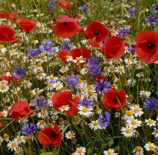 Poppy flowers