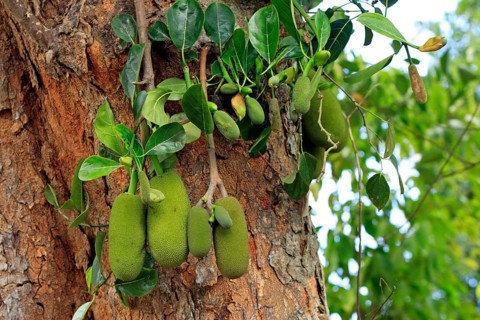 Jackfruit tree