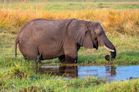 African elephant