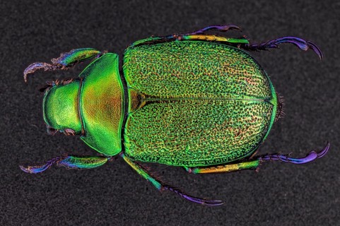 Dorsal view of a beetle