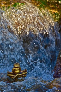 Meditating golden frog from above