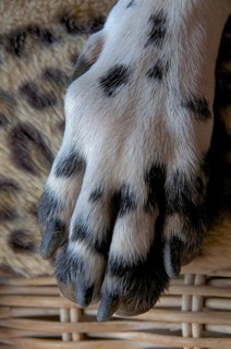 Close-up of a Dalmatian dog's paw
