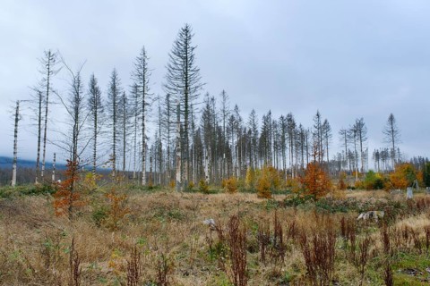 Deforested area and bare spruces