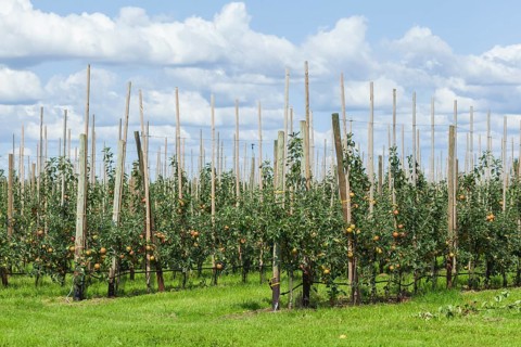 Apple orchard
