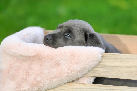 Labrador domestic dog