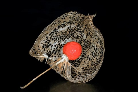 Japanese-lantern