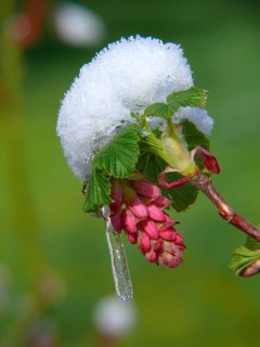 Flowering currant