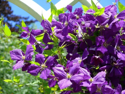 Clematis hybrid purple flowering