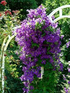 Clematis hybrid purple flowering
