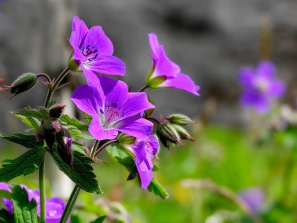 Wood cranesbill