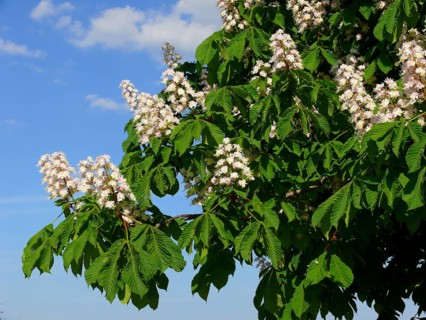 Horse Chestnut in flower