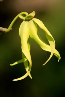 Ylang-Ylang Tree Ylang-Ylang Cananga Odorata Flower Bloom Madagascar Nosy Be