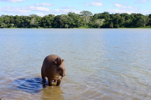 Lowland tapir